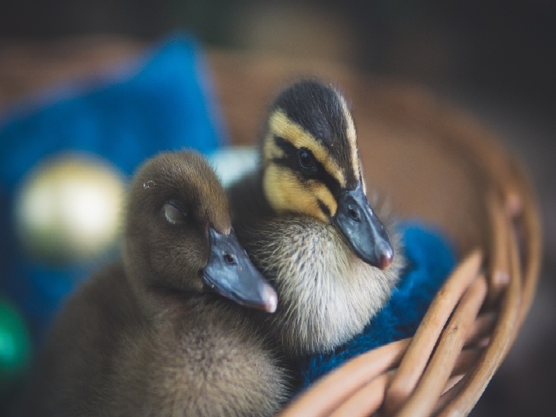 试管孕24周（试管hcg0.63）